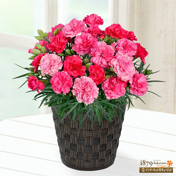 【母の日 産直花鉢植え】花キューピット【日付指定可】 女性 母 祖母 誕生日 お祝い 記念日 プレゼント 母の日 色変わりカーネーションの鉢植え（ピンク）mt04-711333