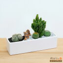 産直 サボテン・多肉植物 インテリア 寄せ植え ジオラマ ギフト オブジェ プレゼント 誕生日 サボテン寄せ植え(トラ)sk11-711409