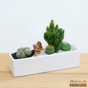 産直 サボテン 多肉植物 インテリア 寄せ植え 動物フィギュアセット ジオラマ ギフト オブジェ プレゼント 誕生日 花キューピットのサボテン寄せ植え（トラ）sk11-711409