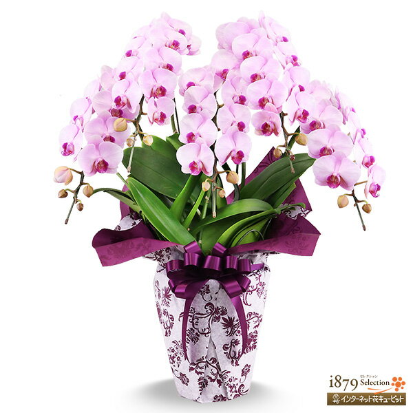 【モテギ洋蘭園胡蝶蘭・お祝い】花キューピット お誕生日 退職 開店 移転 昇進 昇格 叙勲 ミディ胡蝶蘭 ピンク 5本立ち（46輪前後）se00-711538