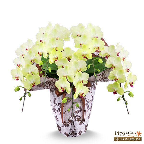 【モテギ洋蘭園胡蝶蘭・お祝い】花キューピット お誕生日 退職 開店 移転 昇進 昇格 叙勲 ミディ胡蝶蘭 イエロー 5本立ち（46輪前後）se00-711539