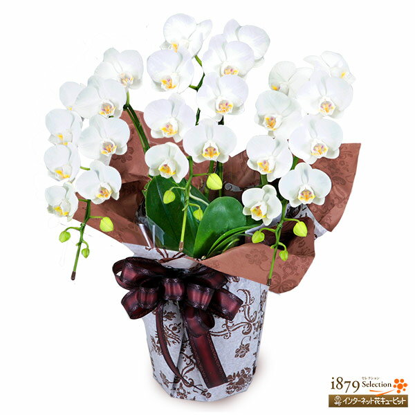 【モテギ洋蘭園胡蝶蘭・お祝い】花キューピット お誕生日 退職 開店 移転 昇進 昇格 叙勲 ミディ胡蝶蘭 白 3本立ち（28輪前後）se00-711540