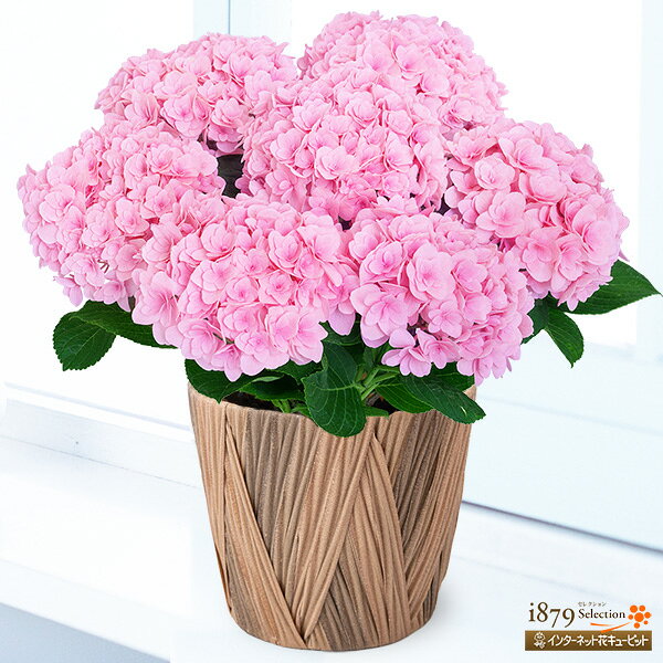 【母の日 産直花鉢植え】花キューピット【日付指定可】 女性 母 祖母 誕生日 お祝い 記念日 プレゼ...