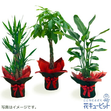 花キューピット【お花屋さんがお届け！観葉植物】ddg00-kanyou10観葉植物（おまかせ）