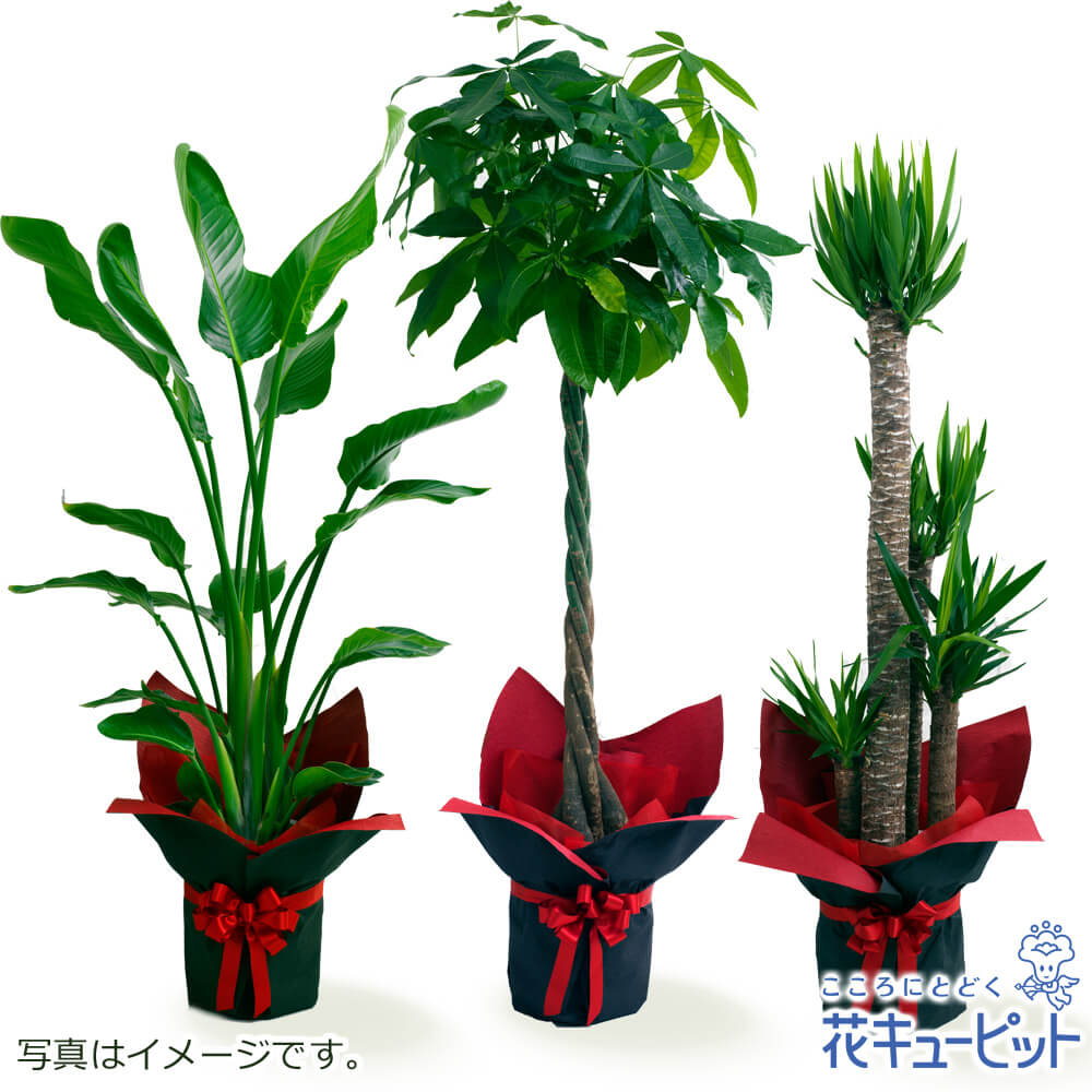 お花屋さんがお届け！観葉植物 インテリア グリーン 鉢植え 