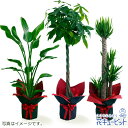 お花屋さんがお届け!観葉植物 インテリア グリーン 鉢植え おしゃれ ギフト プレゼント お祝い 開店 観葉植物(おまかせ)ddg00-kanyou12