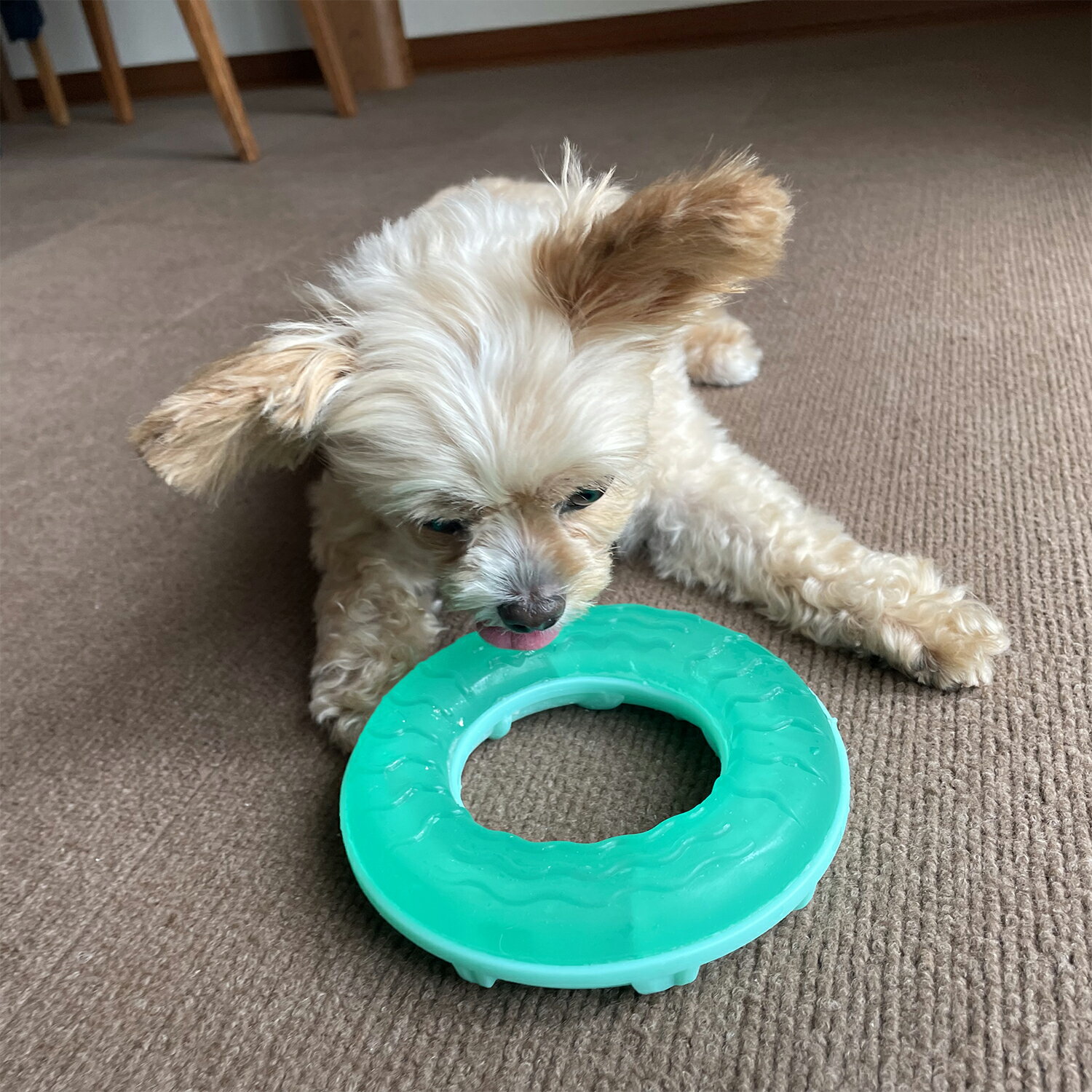 ��PET THREE�ۤҤ���ȥ� ��� ������/�ߥ�ȸ��Τ������ �� ���� ǭ �ͤ� �ͥ� �ڥå� ������� ��� �� ���� ��� ���� �䤿�� �Ҥ��� ������������� Ǯ���ͽ�� ����� ������