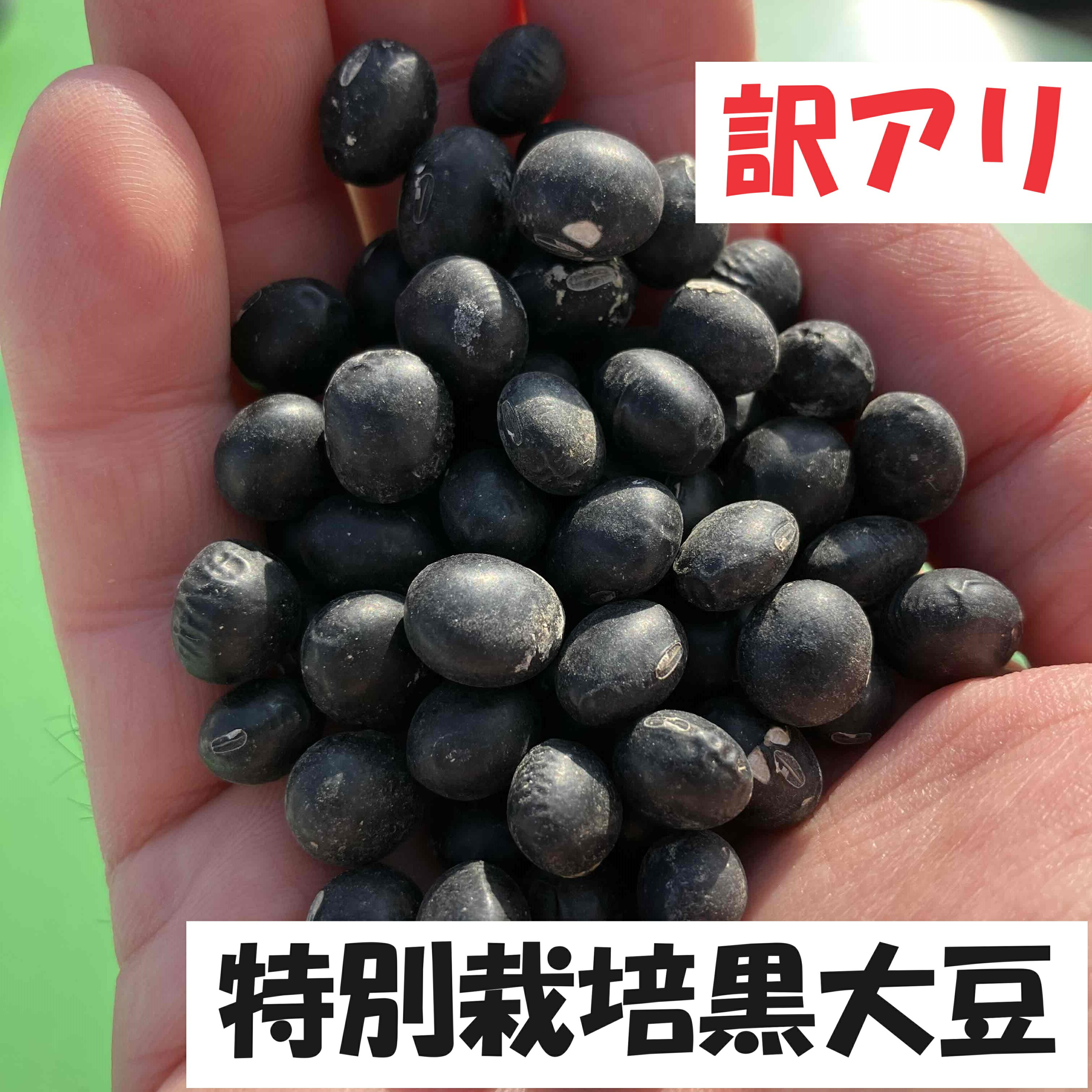 わけあり！新物!! 黒大豆800g【送料無料】【メール便】令和5年秋産　北海道　十勝　浦幌町　食物繊維豊..