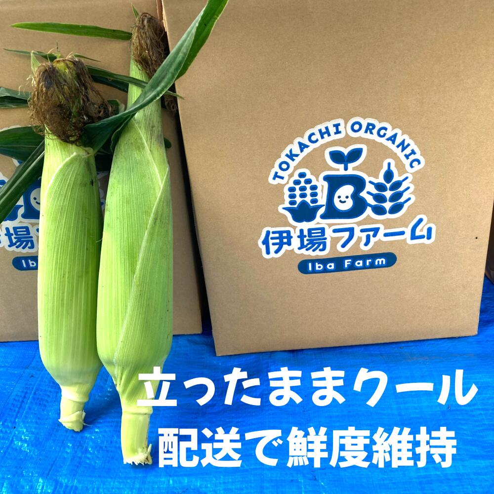 有機栽培のとうもろこし10本入り　8月20日以降発送　R8年産　送料無料！【希少】【送料無料】朝もぎ直送！！　クール配送　立ったまま配送で鮮度維持　北海道　十勝　浦幌町　ゴールドラッシュ　イエロー種　農薬不使用　化学肥料不使用　夏野菜　贈答　オーガニック ibafarm-10000011 伊場ファーム畑直ショップ サンプル画像2