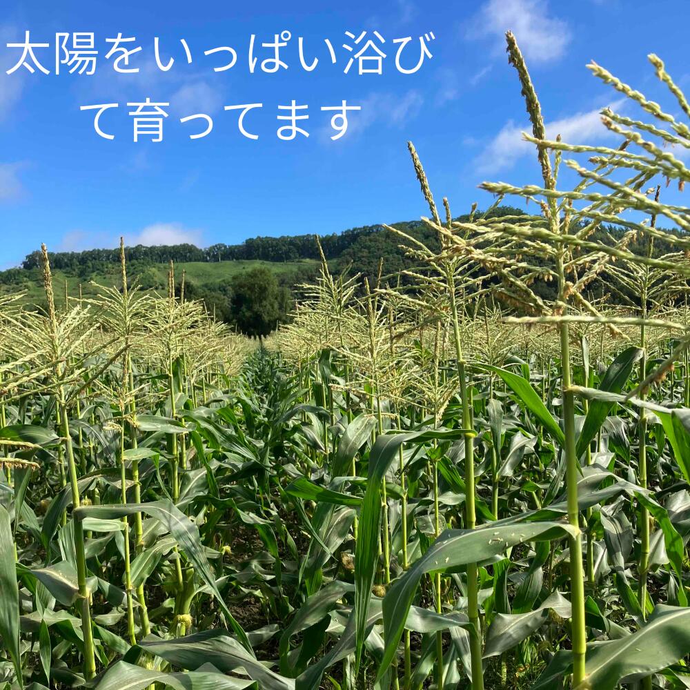 有機栽培のとうもろこし10本入り　8月20日以降発送　R8年産　送料無料！【希少】【送料無料】朝もぎ直送！！　クール配送　立ったまま配送で鮮度維持　北海道　十勝　浦幌町　ゴールドラッシュ　イエロー種　農薬不使用　化学肥料不使用　夏野菜　贈答　オーガニック ibafarm-10000011 伊場ファーム畑直ショップ サンプル画像3