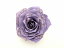 【1点モノ!】RT-2301【57】造花【フラメンコ用品】コサージュ 髪飾り フローレス 薔薇