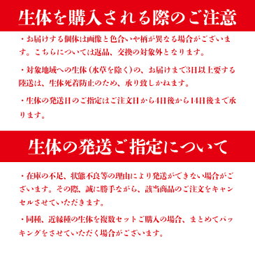 五金 TYPE R(ごきんたいぷあーる) 指宿(いぶすき)メダカ ペア 生体 販売