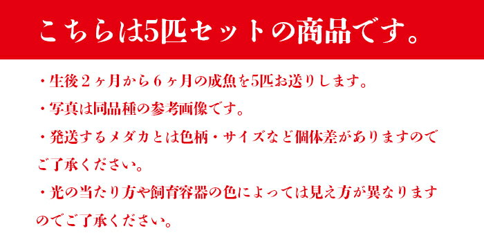 幹之(みゆき) 指宿(いぶすき)メダカ 成魚5匹 生体 販売