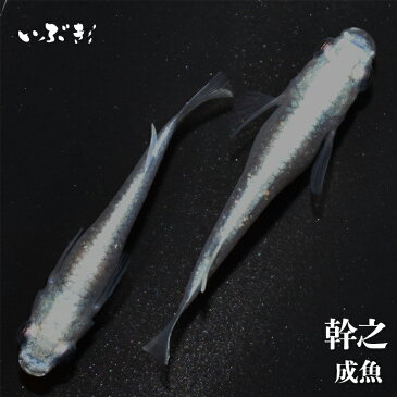 幹之(みゆき) 指宿(いぶすき)メダカ 成魚5匹 生体 販売