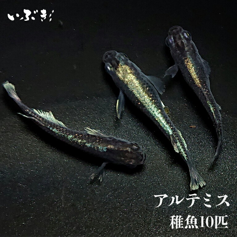 【稚魚】アルテミス(あるてみす) 指宿(いぶすき)メダカ 稚魚10匹 生体 販売 メダカ生体のサムネイル