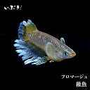 フロマージュ 【稚魚】フロマージュ(ふろまーじゅ) 指宿(いぶすき)メダカ 稚魚10匹 生体 販売 メダカ生体