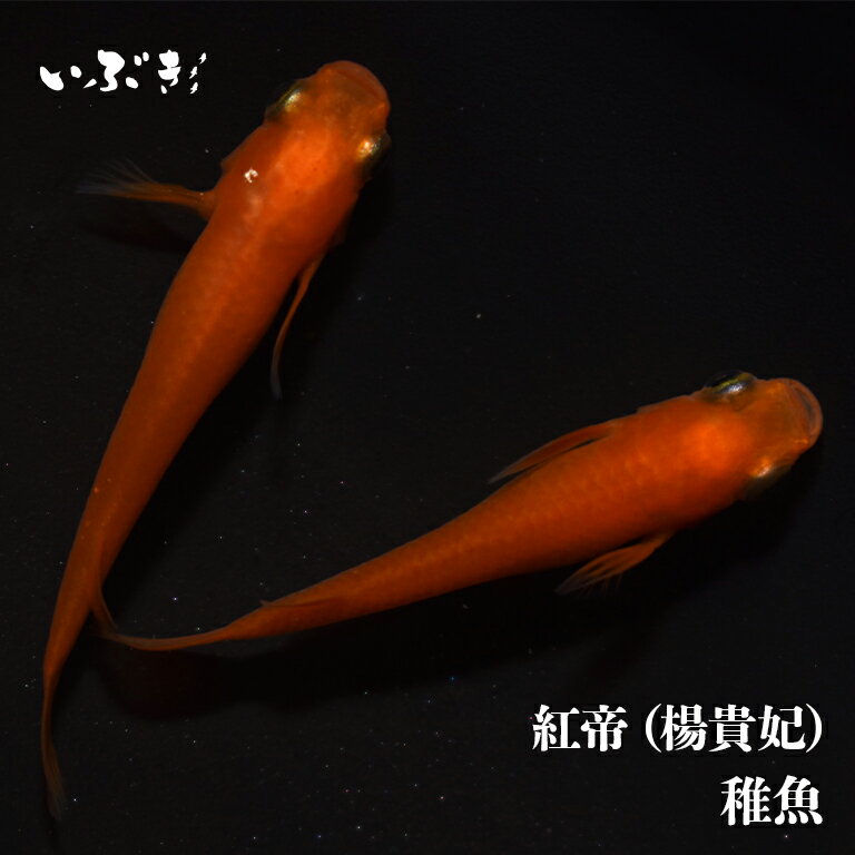 【稚魚】紅帝（楊貴妃）(ようきひ) 指宿(いぶすき)メダカ 稚魚10匹 生体 販売 メダカ生体