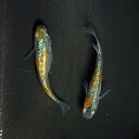 【稚魚】クラース(くらーす) 指宿(いぶすき)メダカ 稚魚10匹 生体 販売(4)