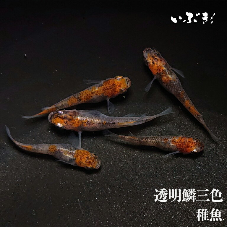 【稚魚】透明鱗三色(とうめいりんさんしょく) 指宿(いぶすき)メダカ 稚魚10匹 生体 販売 メダカ生体