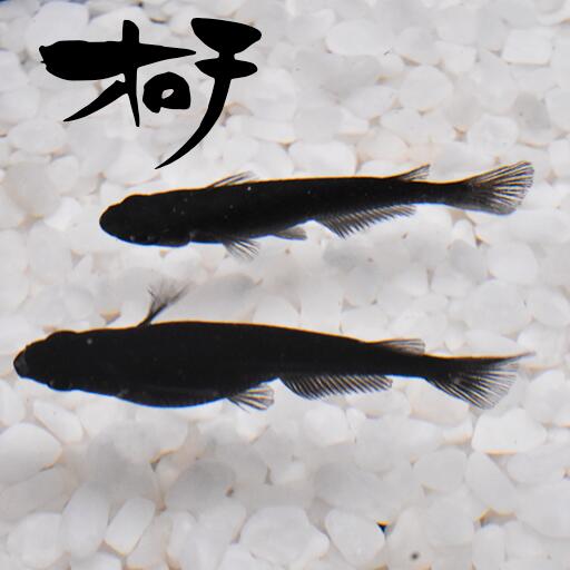 オロチ(おろち) 指宿(いぶすき)メダカ 稚魚10匹 生体 販売 メダカ生体
