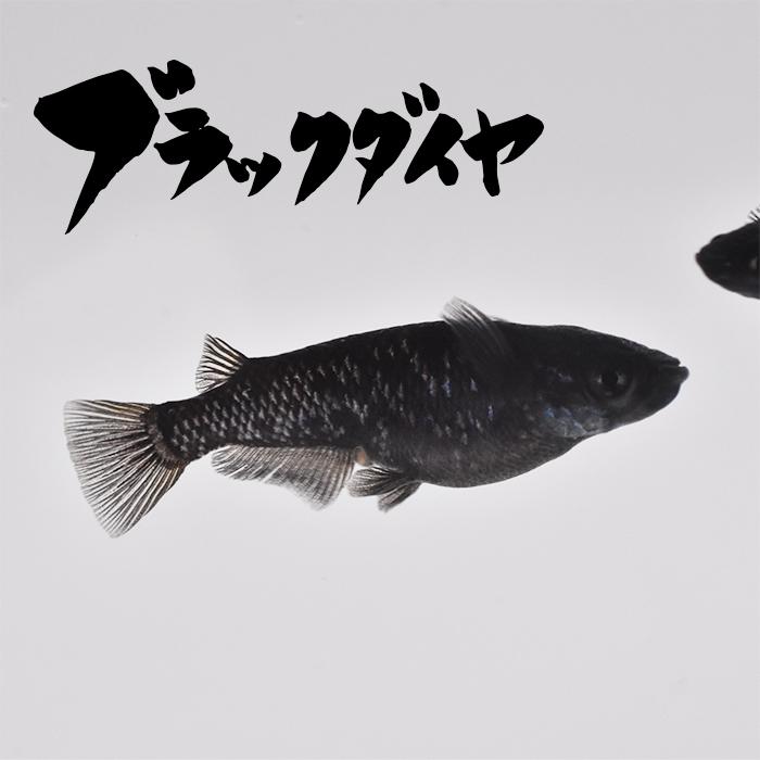 【稚魚】ブラックダイヤ(ぶらっくだいや) 指宿(いぶすき)メダカ 稚魚10匹 生体 販売 メダカ生体