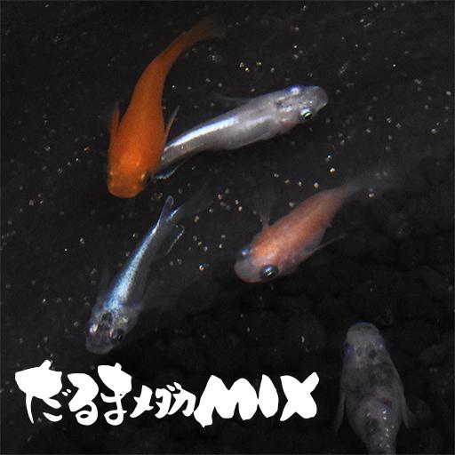 【稚魚】だるま系メダカミックス(半だるま＆ショートボディ)(だるまめだかみっくす) 指宿(いぶすき)メダカ 稚魚10匹 生体 複数 種類 販売 セット