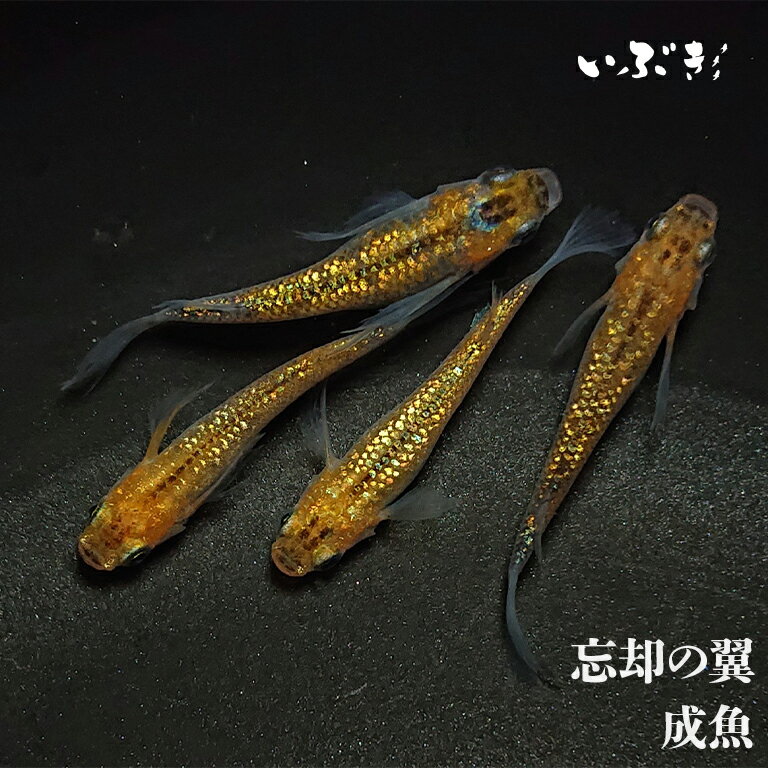 忘却の翼(ぼうきゃくのつばさ) 指宿(いぶすき)メダカ ペア 生体 販売 メダカ生体のサムネイル