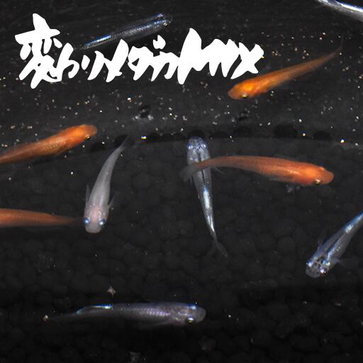 【送料無料】【稚魚】変わりメダカMIX(かわりめだかみっくす) 指宿(いぶすき)メダカ 稚魚20匹 生体 複数 種類 販売 セット