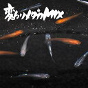 【送料無料】変わりメダカミックス(かわりめだかみっくす) 指宿(いぶすき)メダカ 成魚20匹 生体 複数 種類 販売 セット