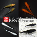 （国産金魚）一点物　白黒オランダ獅子頭　ショートテール　薩摩産　11cm±（1匹）