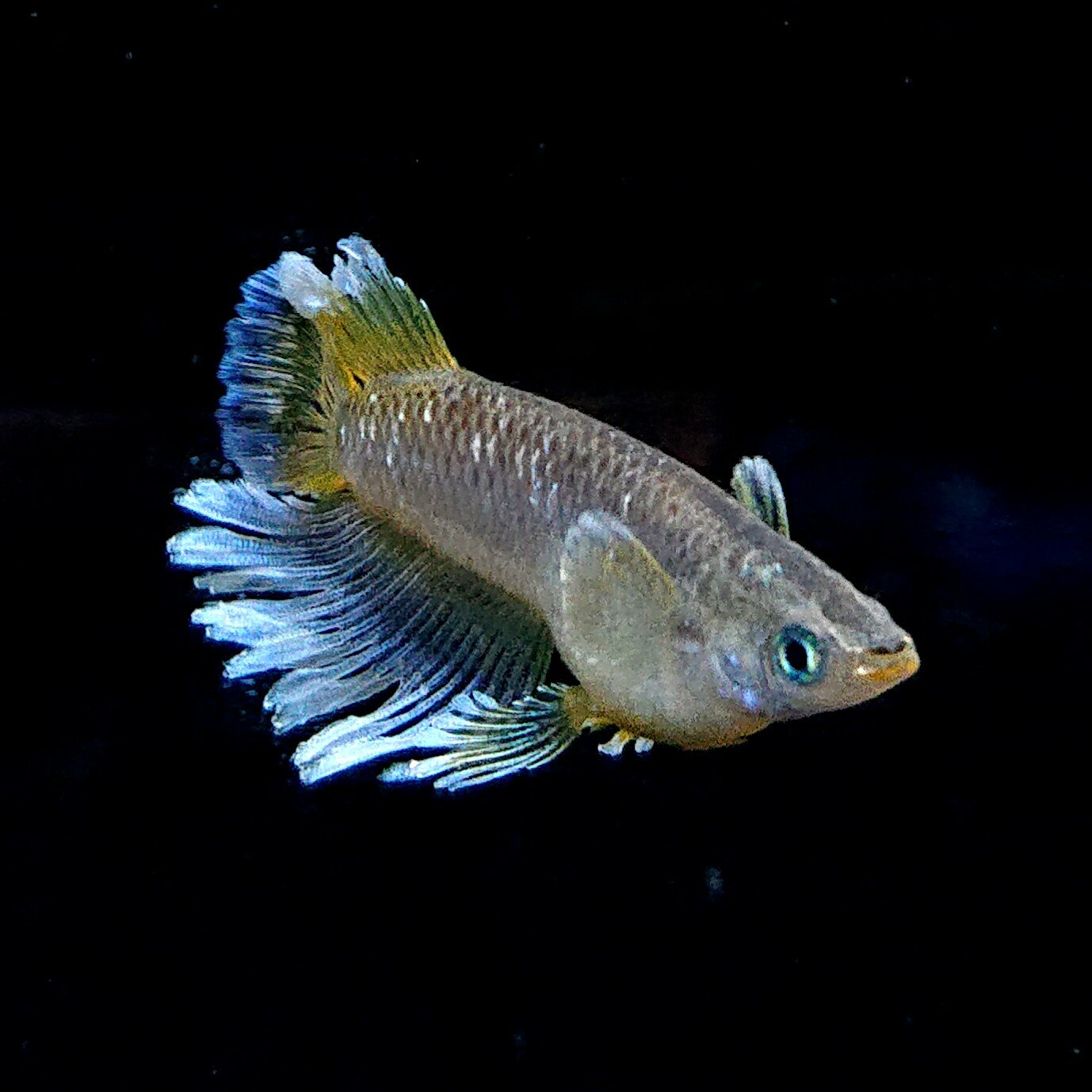 【いぶきの日】フロマージュキッシング　5匹＋保障1匹セット