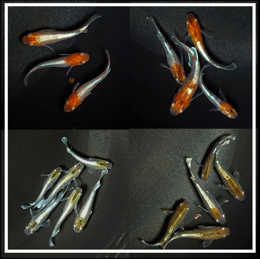 (熱帯魚 生体)ブラックセルフィンモーリー　（約5cm）（1ペア）【水槽/熱帯魚/観賞魚/飼育】【生体】【通販/販売】【アクアリウム/あくありうむ】【小型】