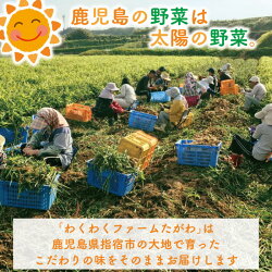 生姜農家がつくったしょうがシロップ3本セット