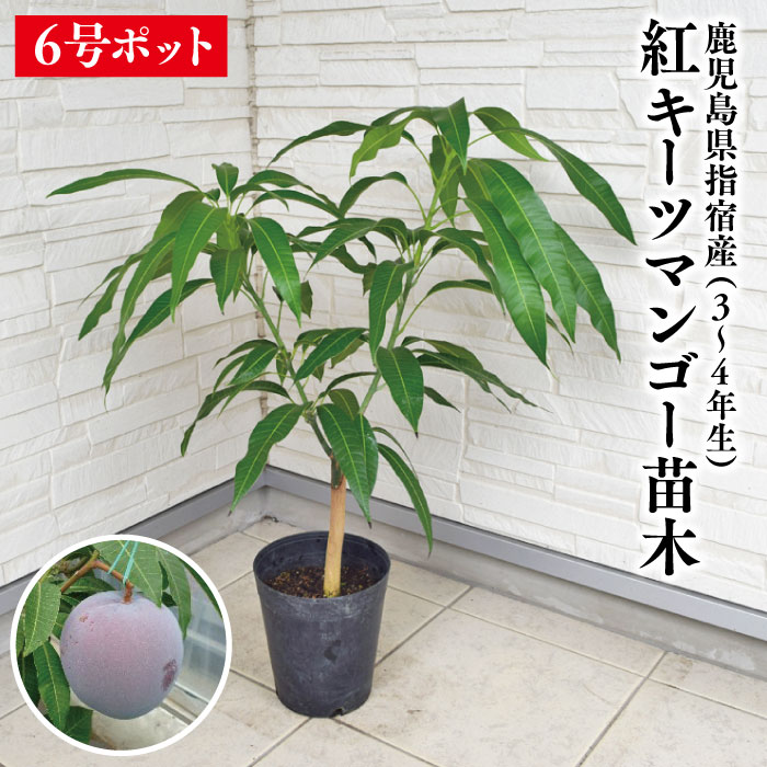 楽天市場】キーツマンゴー 苗の通販 楽天市場】キーツマンゴー 苗の通販