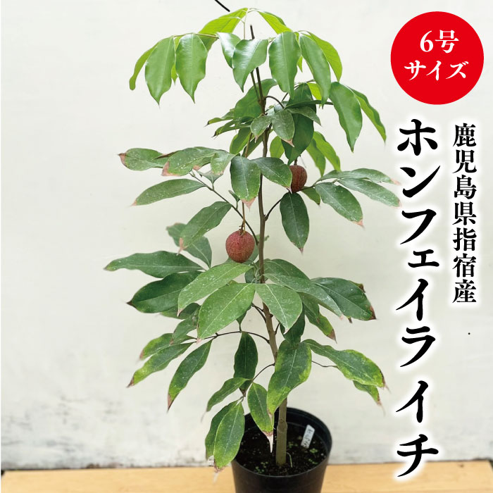 ★希少レア★国産ライチ苗木★数量限定★【ホンフェイライチ苗　6号サイズ　接木ライチ苗】鹿児島県 指宿産..