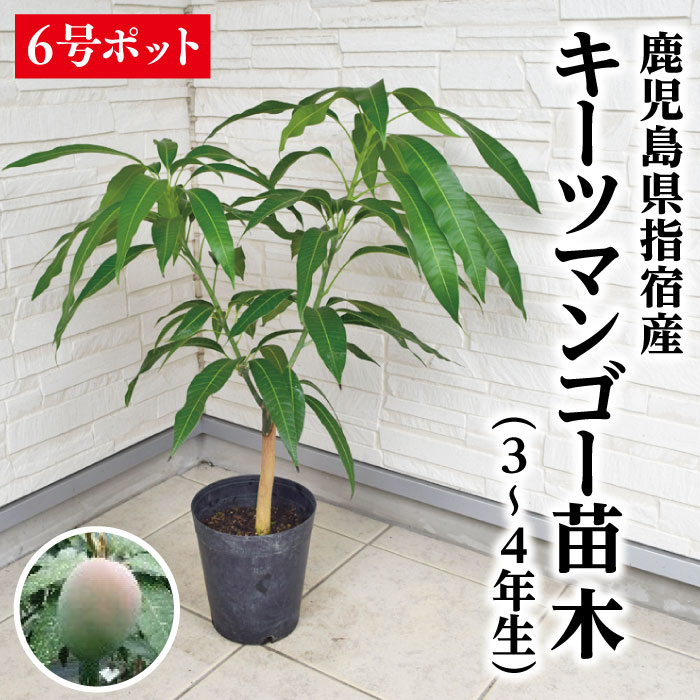 【ふるさと納税】苗木 レモン 特大サイズ レモンの木 鉢植え ブラウン鉢 1個 植物 ガーデン ※配送不可:北海道、沖縄、離島　【朝倉市】