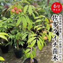 ★希少レア★国産ライチ苗木★数量限定★【佐多ライチ苗 6号サイズ 接木ライチ苗】鹿児島県 指宿産 ライチ レイシ 佐多 佐多ライチ 国産ライチ 国産レイシ 苗木 苗 ギフト 贈り物 特産品 鹿児島特産品 指宿特産品