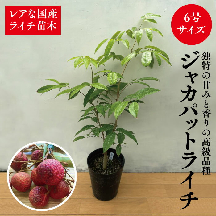 楽天市場】果樹 苗木 ライチの通販 楽天市場】果樹 苗木 ライチの通販
