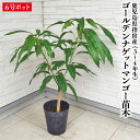 ★レア品種★入荷しました!【指宿産 ゴールデンナゲットマンゴー 苗木1本 3〜4年生 6号ポット苗】ゴールデンナゲット 苗木 マンゴー苗 苗 苗木 ギフト 前園...