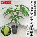 ◆送料無料◆【10本セット】宮川早生 みかん 苗木 鉢植え 接ぎ木苗 ポット植え【ベランダで育成】[小] 9cmポット 果樹 家庭菜園 温州