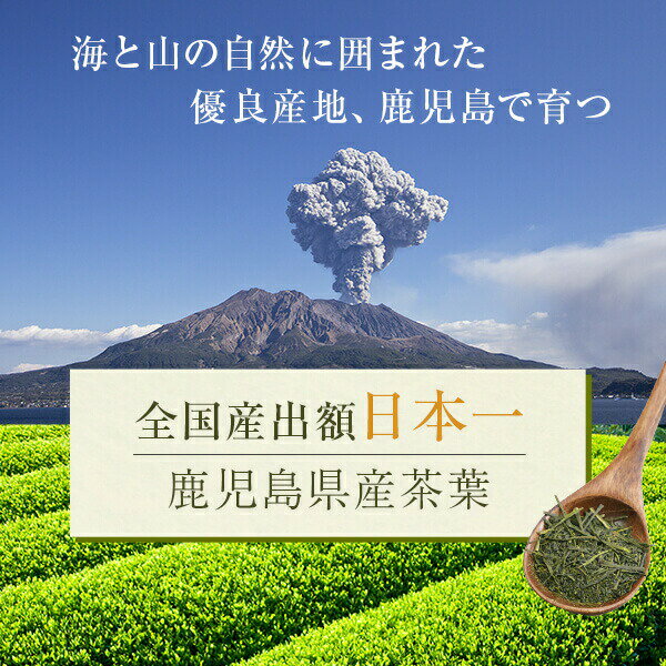 煎茶 知覧茶 やぶきた 80g 鹿児島 お茶 緑茶 茶葉 茶 美老園 送料無料 2