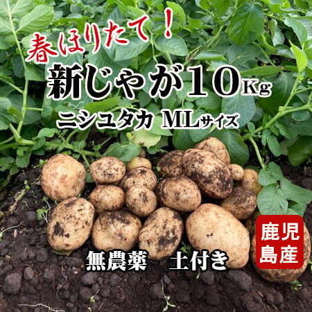 新じゃがいも 春ジャガイモ 2024 鹿児島 九州 ジャガイモ ニシユタカ 10kg LM混合 無農薬 春じゃが 掘..