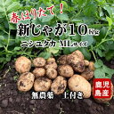 新じゃがいも 春ジャガイモ 2024 鹿児島 九州 ジャガイモ ニシユタカ 10kg LM混合 無農薬 春じゃが 掘りたて 土付き 指宿 じゃがいも 送料無料 10kg