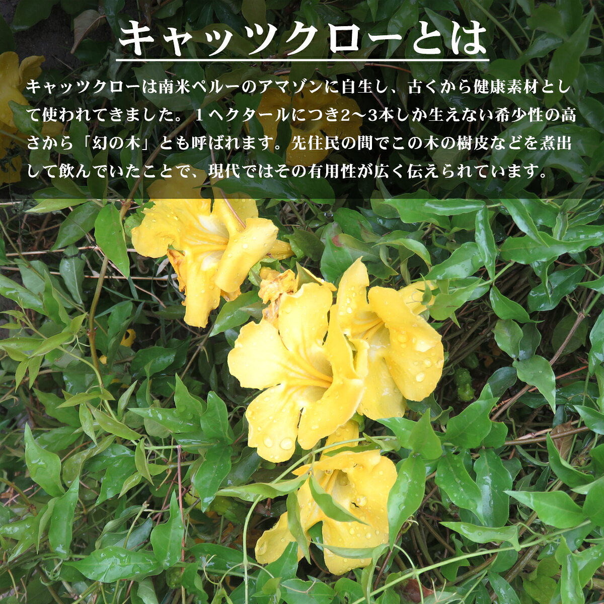 キャッツクローパウダー 100g キャッツクロー100% 粉末 ペルー産 キャッツクロウ ...