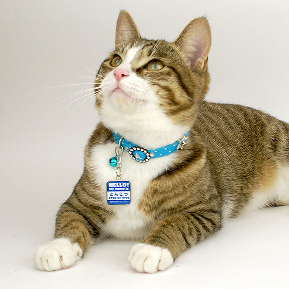 �� �»һ� ǭ ��IDOG&ICAT ���ꥸ�ʥ�͡��ॿ�� �»һ� �Ѵ� �ϥ��� �᡼����OK�� �͡���ץ졼�� �ɥå����� ̾�� �ջ� æ���к� �ɺ� ̾���� ̾������ �͡������� ���� ���㡼�� ���������꡼ ��
