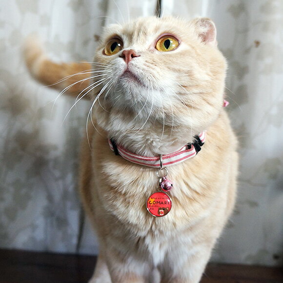 �� �»һ� ǭ ��IDOG&ICAT���ꥸ�ʥ� �͡��ॿ�� �»һ����󥰥꡼�٥� �᡼����OK�� �͡���ץ졼�� �ɥå����� ̾�� �ջ� æ���к� �ɺ� ̾���� ̾������ �͡������� ���� ���㡼�� ���������꡼ ���� ��