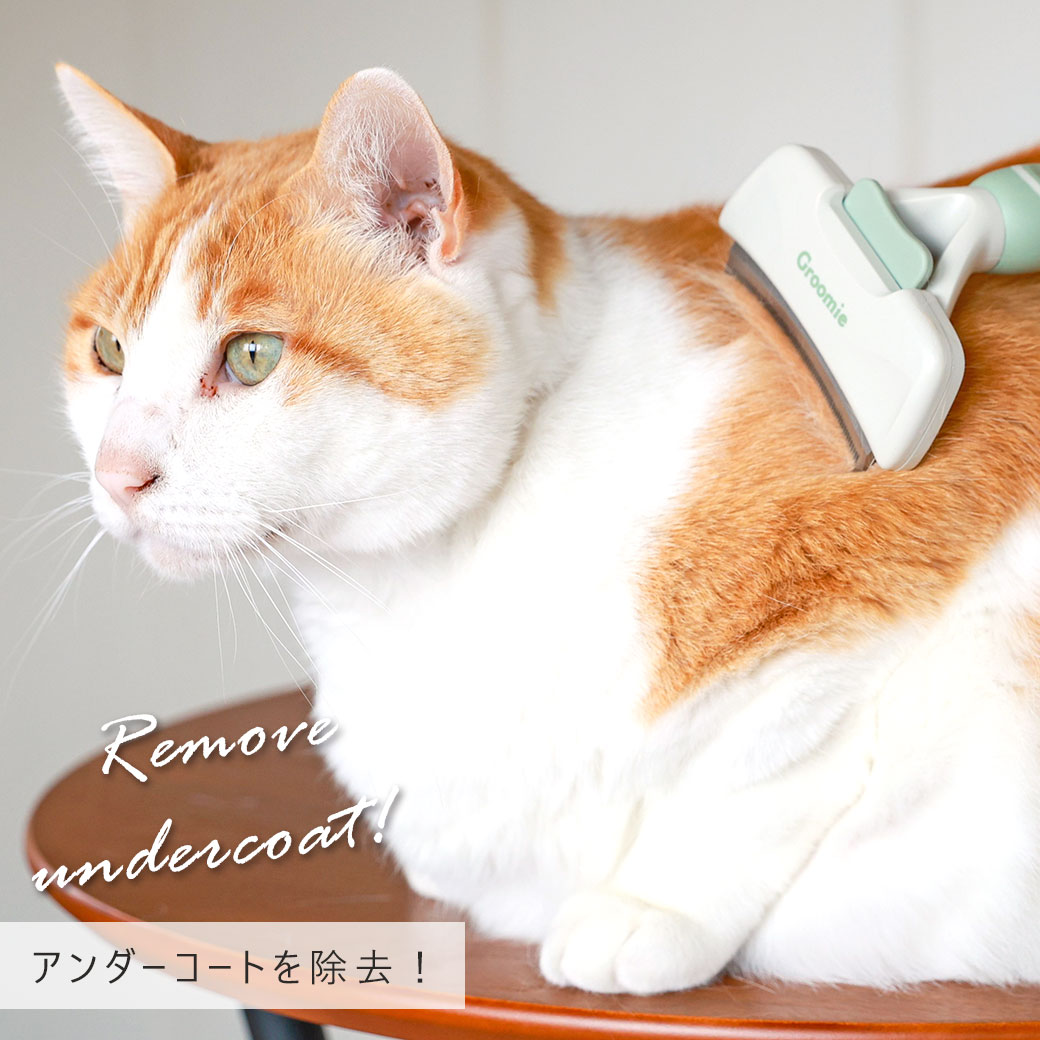 �� ǭ �֥饷 ��IDOG&ICAT Groomie ������������ȥ�ࡼ�� M������ ���롼�ߡ� �����ɥå� �� ���롼�ߥ� ������������� �����֥饷 ������ ǭ Ĺ�� �Ӷ� �֥饷 Ĺ�Ӽ� �֥�å��� ȴ���� ���ӥ��� icat ��������åȡ�