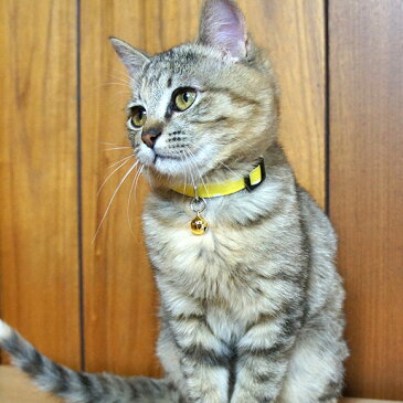 【 子猫 首輪 】iCat アイキャット キティカラー 大きな水玉 メール便OK【 国産 布製 カラー 軽量 安全 セーフティ 簡単 猫首輪 猫の首輪 猫用首輪 icat i dog 楽天 】【 あす楽 翌日配送 】