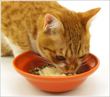 �� ǭ ����� �ۥڥåĥ롼�� ̵ź�äȤꤱ���� �դ�դ�֡� ǭ�Τ���� ǭ�Ѥ���� ����åȥա��� �ڥå� �ڥåȥա��� icat i dog ��������å� ��ŷ ��