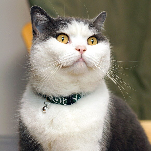 【 猫 首輪 安全 】iCat アイキャット カジュアルカラー 和柄 唐草 メール便OK【 国産 布製 カラー 軽量 セーフティ 簡単 和柄 和風 猫首輪 猫の首輪 猫用首輪 icat i dog 楽天 唐草模様 】【 あす楽 翌日配送 】